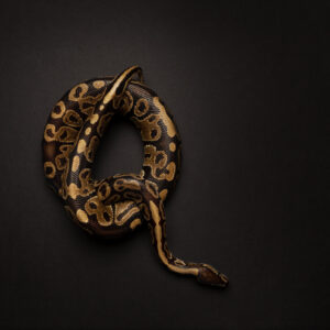 Top down image of Ball Python Snake forms the letter Q on black surface.