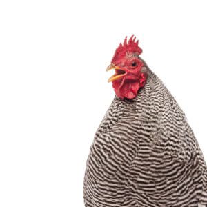 Barred Plymouth Rock bantam chicken crowing in portrait.