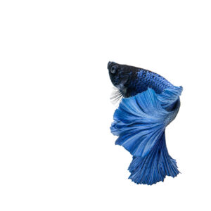 Blue male betta fish swimming with flared fins on a white background.