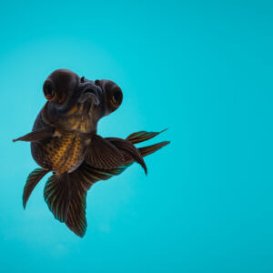 Black butterfly telescope goldfish swimming in a fish tank with a bright blue background.