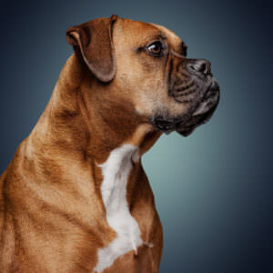 Pet photography boxer dog profile