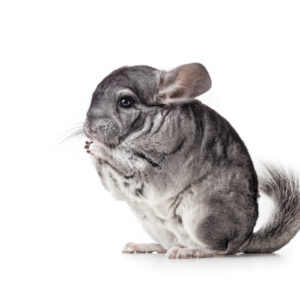 Gray chinchilla eating on a white background in the studio.