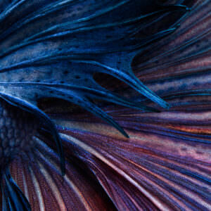 Closeup image of a betta fish swimming in a black tank.