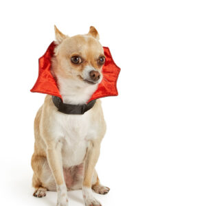 Chihuahua wearing a PetSmart vampire halloween costume, photographed for PetSmart.