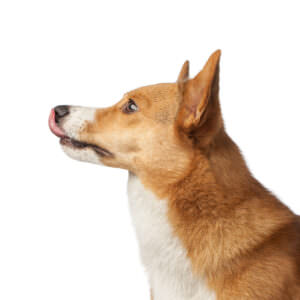 Profile of a Corgi dog licking its nose on a white background.