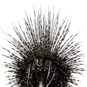 White background with crested porcupine facing away.