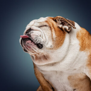 Pet portrait photography english bulldog.