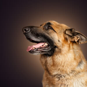German Shepherd in profile dog photography.