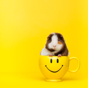 Guinea pig sitting inside yellow coffee mug.