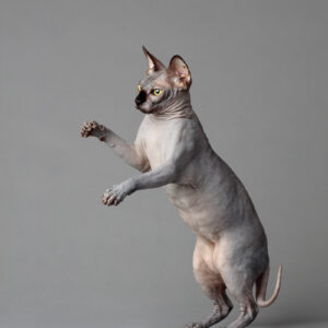 Hairless cat mid-pounce on an all gray set animal photography.