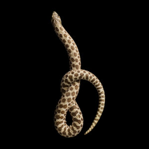 Hognose snake reptile in the studio on a black surface.