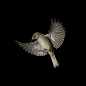 House sparrow bird taking off in flight on all black background.