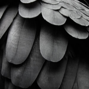Close up animal photography of feathers on an African Gray Parrot