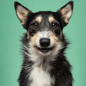 Smiling mixed breed dog on mint green background for PetSmart marketing campaign.