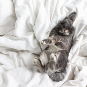 Natural light lifestyle image of gray rabbit laying on the bed.