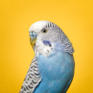Budgie perched for commercial animal photography in the studio.