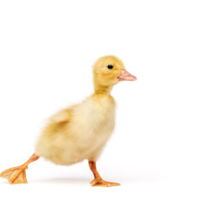 Peking duckling stretching its legs on a white background.