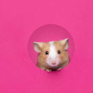 Mouse peeking through the hole of an all pink studio photography set.