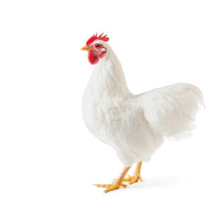 Plymouth White Rock bantam chicken photographed in a studio.