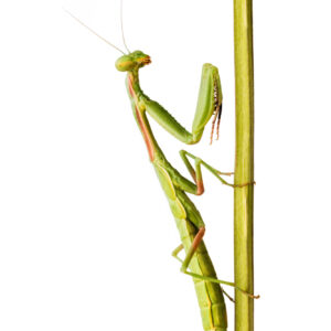 Macro photograph of a Praying Mantis climbing a branch on an all white background.