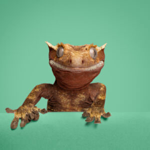 Smiling lizard photographed for a commercial animal campaign.