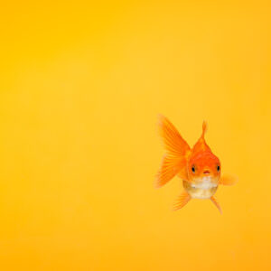 Ryukin goldfish swimming underwater against an orange background.