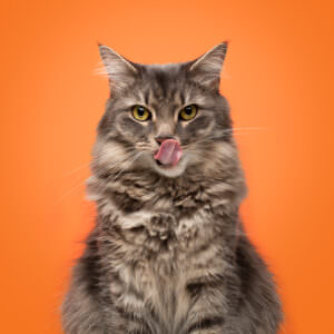 Tabby cat photographed in studio on orange background for PetSmart stores.