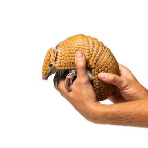 Three banded armadillo held by professional handler on all white backdrop.