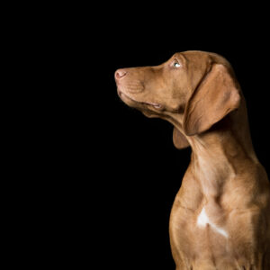 Vizsla puppy looking to the side while being photographed in a commercial studio.