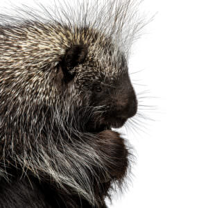 Profile image of crested porcupine on an all white background.