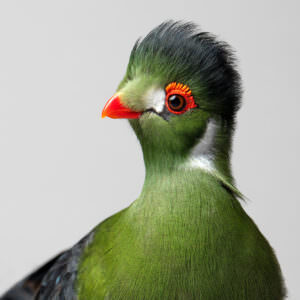 Studio portrait of exotic white-cheeked turaco bird.