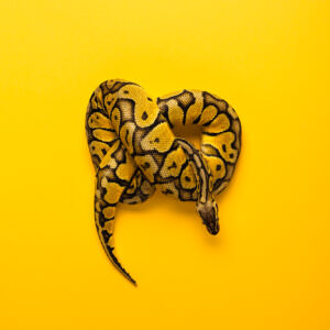 Yellow ball python snake forming a figure-eight on a yellow surface.